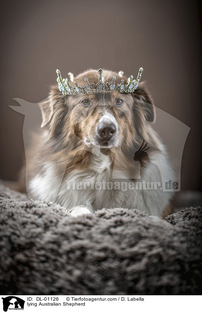 liegender Australian Shepherd / lying Australian Shepherd / DL-01126