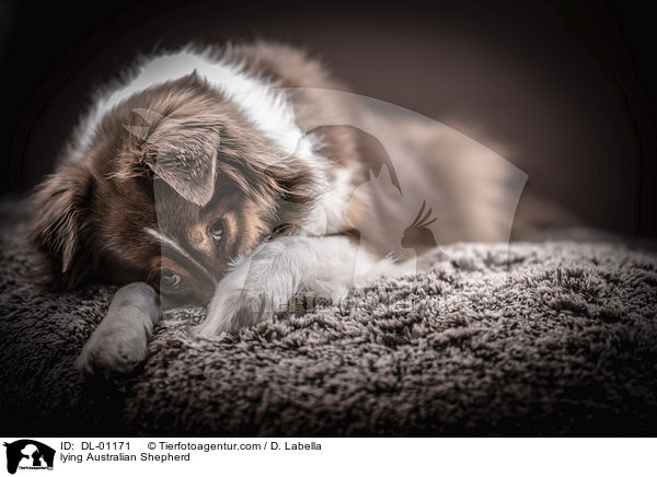 liegender Australian Shepherd / lying Australian Shepherd / DL-01171