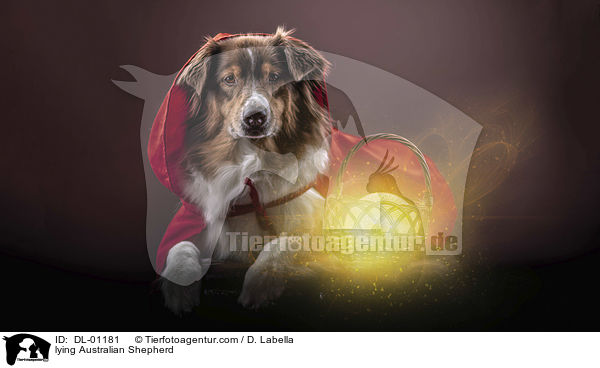 liegender Australian Shepherd / lying Australian Shepherd / DL-01181