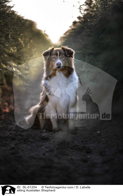 sitzender Australian Shepherd / sitting Australian Shepherd / DL-01254