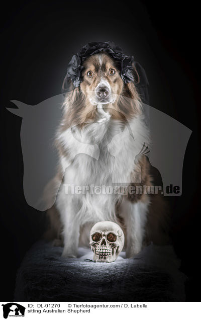 sitzender Australian Shepherd / sitting Australian Shepherd / DL-01270