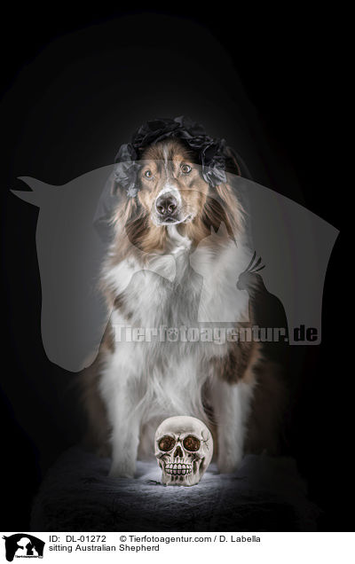 sitzender Australian Shepherd / sitting Australian Shepherd / DL-01272