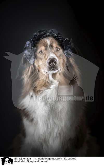 Australian Shepherd Portrait / Australian Shepherd portrait / DL-01273