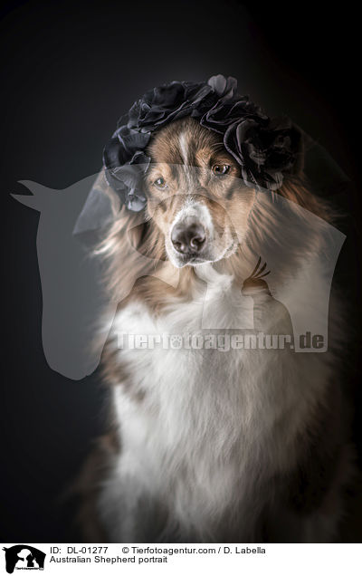 Australian Shepherd portrait / DL-01277