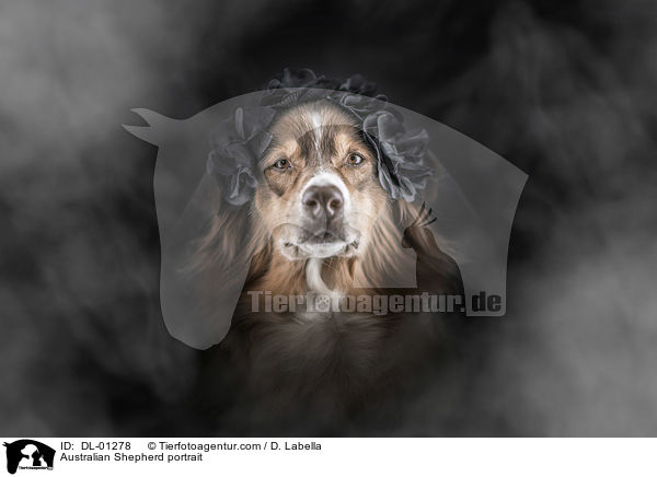 Australian Shepherd Portrait / Australian Shepherd portrait / DL-01278