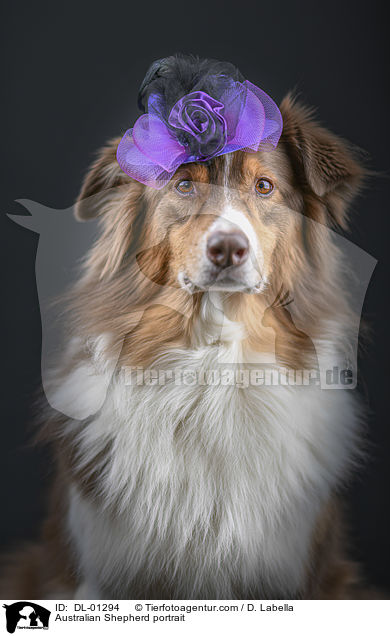 Australian Shepherd Portrait / Australian Shepherd portrait / DL-01294