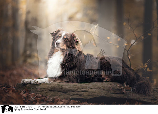 liegender Australian Shepherd / lying Australian Shepherd / SSE-01001