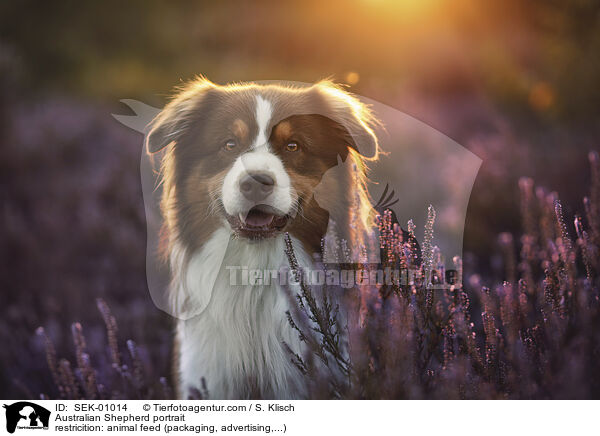 Australian Shepherd Portrait / Australian Shepherd portrait / SEK-01014