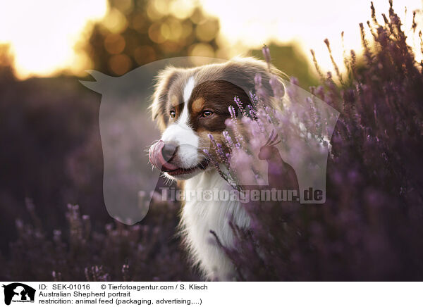 Australian Shepherd Portrait / Australian Shepherd portrait / SEK-01016