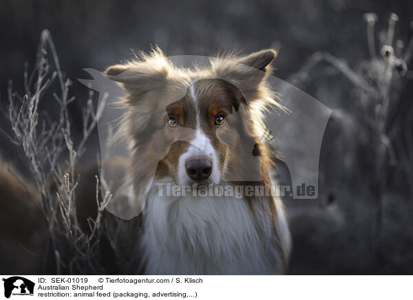 Australian Shepherd / Australian Shepherd / SEK-01019