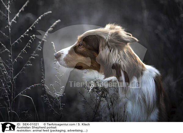 Australian Shepherd Portrait / Australian Shepherd portrait / SEK-01021