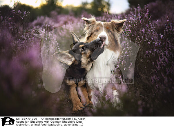 Australian Shepherd mit Schferhund / Australian Shepherd with German Shepherd Dog / SEK-01029
