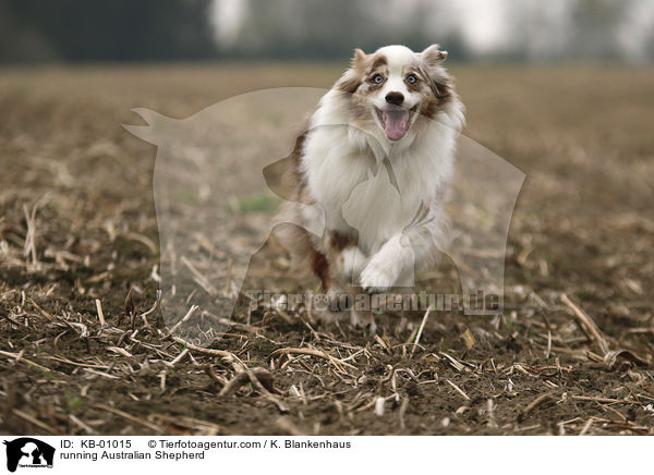 rennender Australian Shepherd / running Australian Shepherd / KB-01015