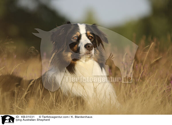 liegender Australian Shepherd / lying Australian Shepherd / KB-01031