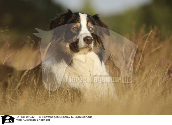 liegender Australian Shepherd / lying Australian Shepherd / KB-01032