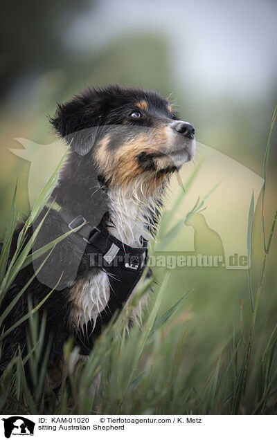 sitzender Australian Shepherd / sitting Australian Shepherd / KAM-01020