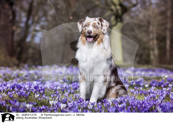 sitzender Australian Shepherd / sitting Australian Shepherd / JAM-01216