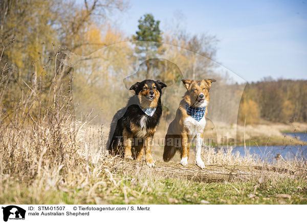 Australian Shepherd Rde / male Australian Shepherd / STM-01507