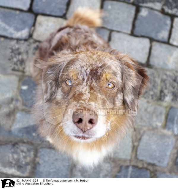 sitzender Australian Shepherd / sitting Australian Shepherd / MAH-01321