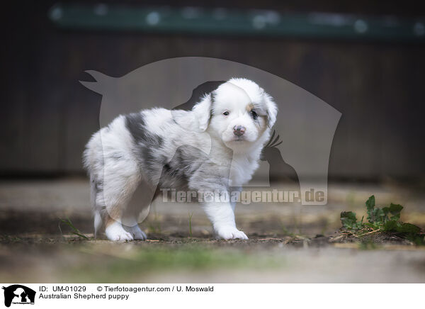 Australian Shepherd Welpe / Australian Shepherd puppy / UM-01029