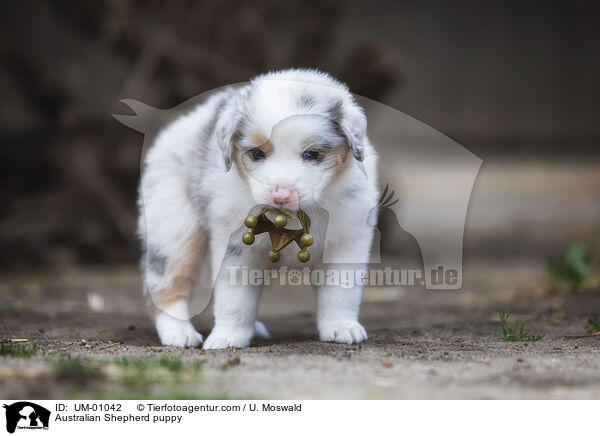 Australian Shepherd Welpe / Australian Shepherd puppy / UM-01042