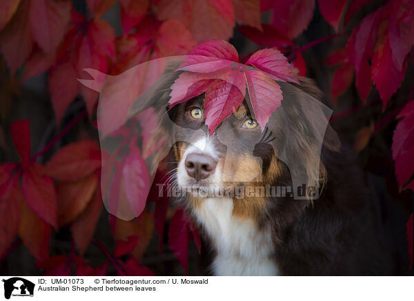 Australian Shepherd zwischen Laub / Australian Shepherd between leaves / UM-01073