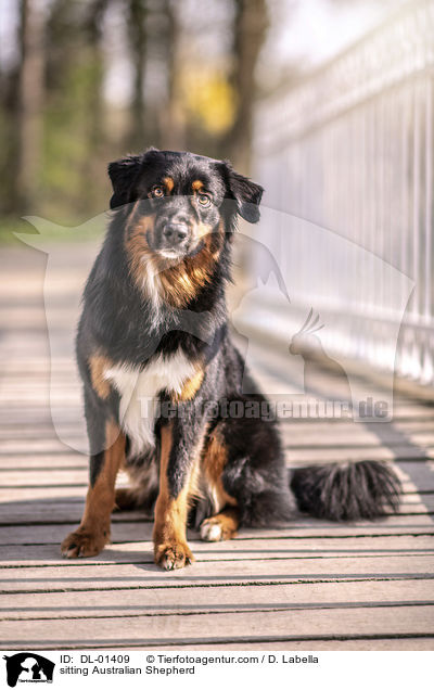 sitzender Australian Shepherd / sitting Australian Shepherd / DL-01409