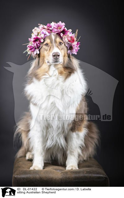 sitzender Australian Shepherd / sitting Australian Shepherd / DL-01422