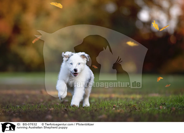 rennender Australian Shepherd Welpe / running Australian Shepherd puppy / BS-07632