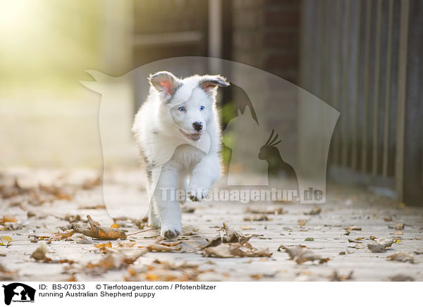 rennender Australian Shepherd Welpe / running Australian Shepherd puppy / BS-07633