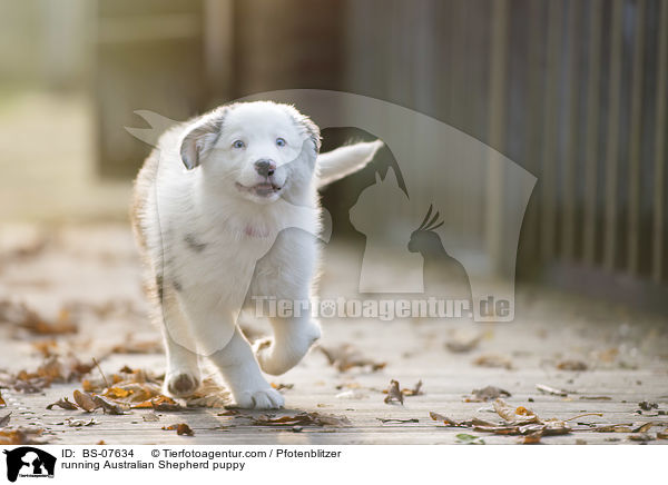 rennender Australian Shepherd Welpe / running Australian Shepherd puppy / BS-07634
