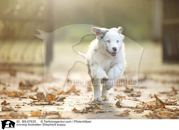 rennender Australian Shepherd Welpe / running Australian Shepherd puppy / BS-07635