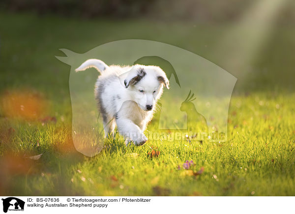 laufender Australian Shepherd Welpe / walking Australian Shepherd puppy / BS-07636
