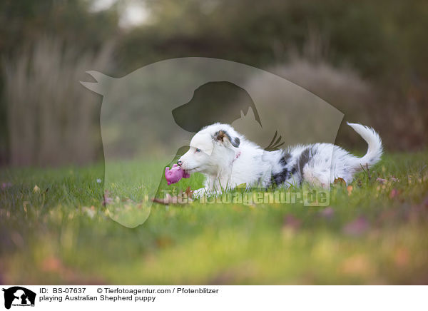 spielender Australian Shepherd Welpe / playing Australian Shepherd puppy / BS-07637