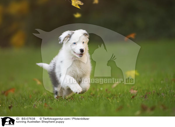 rennender Australian Shepherd Welpe / running Australian Shepherd puppy / BS-07638