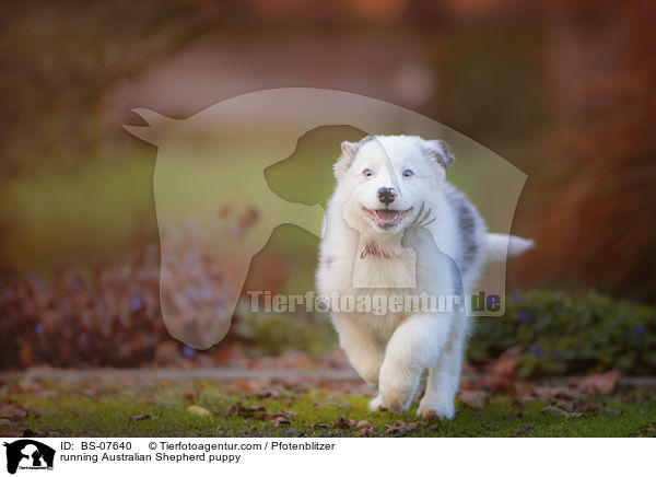 rennender Australian Shepherd Welpe / running Australian Shepherd puppy / BS-07640