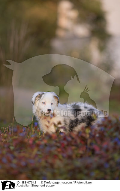 Australian Shepherd Welpe / Australian Shepherd puppy / BS-07642