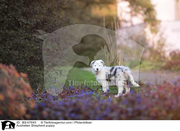 Australian Shepherd Welpe / Australian Shepherd puppy / BS-07645