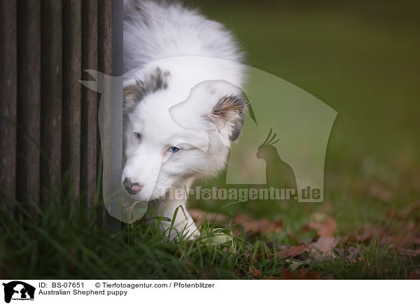 Australian Shepherd Welpe / Australian Shepherd puppy / BS-07651