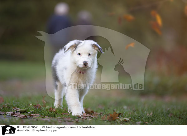 Australian Shepherd Welpe / Australian Shepherd puppy / BS-07652