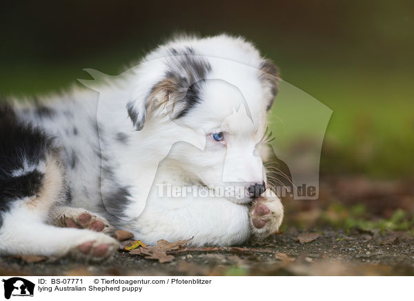 liegender Australian Shepherd Welpe / lying Australian Shepherd puppy / BS-07771