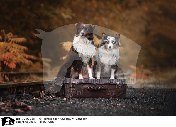 sitzende Australian Shepherds / sitting Australian Shepherds / VJ-02036