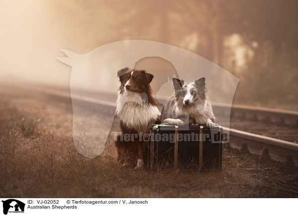 Australian Shepherds / Australian Shepherds / VJ-02052