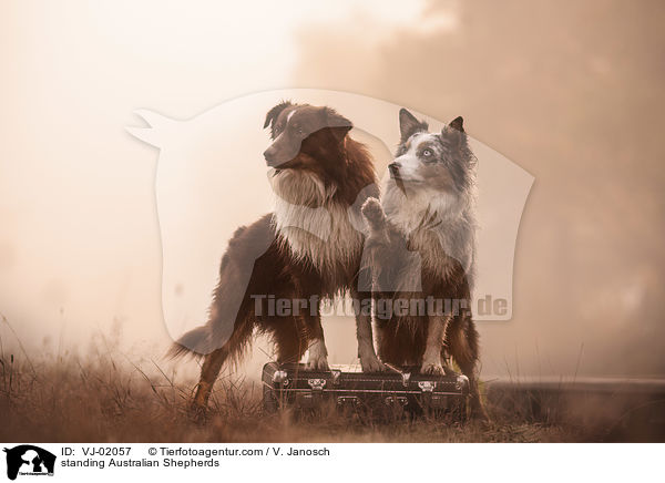 stehende Australian Shepherds / standing Australian Shepherds / VJ-02057