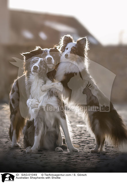 Australian Shepherds mit Sheltie / Australian Shepherds with Sheltie / SAG-01049