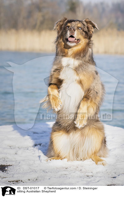 sitzender Australian Shepherd / sitting Australian Shepherd / DST-01017