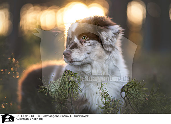 Australian Shepherd / Australian Shepherd / LT-01213