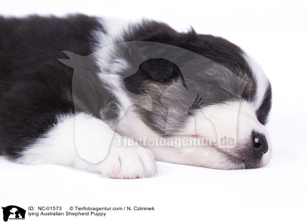 liegender Australian Shepherd Welpe / lying Australian Shepherd Puppy / NC-01573