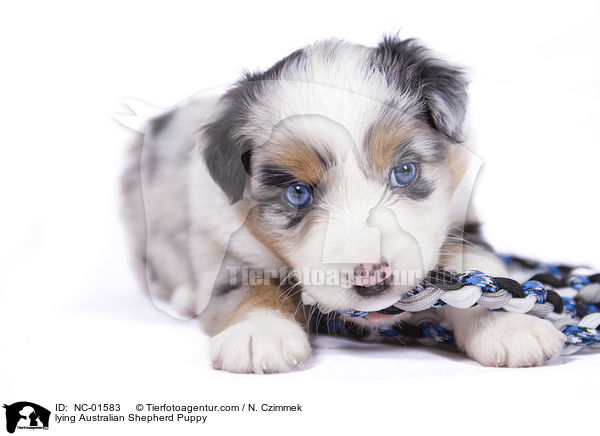 liegender Australian Shepherd Welpe / lying Australian Shepherd Puppy / NC-01583