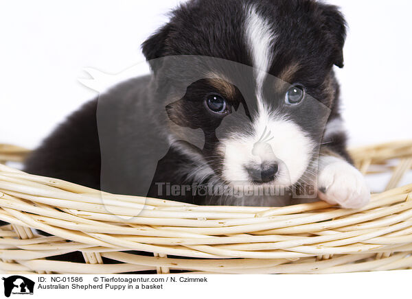 Australian Shepherd Welpe in einem Krbchen / Australian Shepherd Puppy in a basket / NC-01586